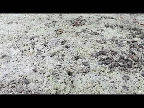 Play video on YouTube
