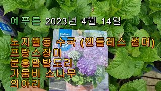 앤들레스썸머 수국 프랑스장미 가뭄비소나무 분홍말발도리 의아리