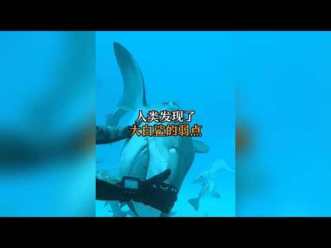 海灘接連出現大白鯊屍體，身體完好，肝臟卻離奇失蹤！ #動物科普 #大白鯊