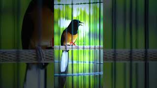 Download lagu MURAI BATU LANGSUNG EMOSI mp3 Download lagu MURAI BATU LANGSUNG EMOSI mp3