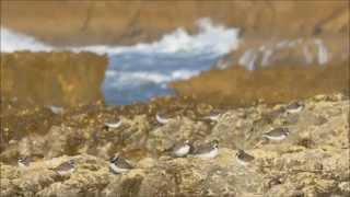 Algarve Fauna 3 (Ryan Teague "Shadow Play")