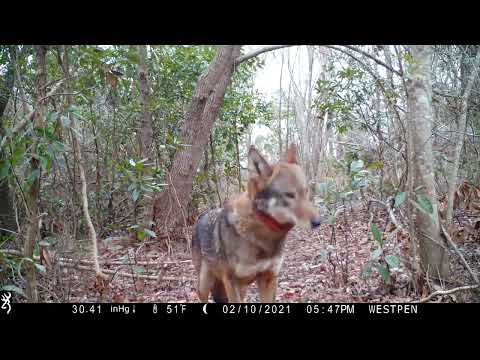 Rare Red Wolf Caught On Camera