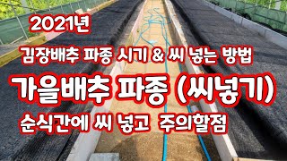 가을 김장 배추 파종 2021 씨넣는 방법 기구 모종 키울때 주의할점천고마비 [배추재배방법]