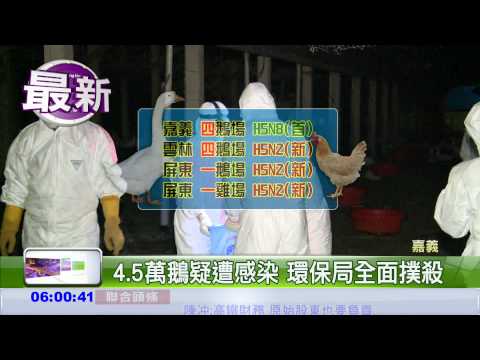 嘉義3鵝場染H5N8 深夜撲殺!
