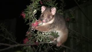 preview picture of video 'Ringtail Possum feeding at Lane Cove River Tourist Park Sydney NSW, Lane Cove National Park'