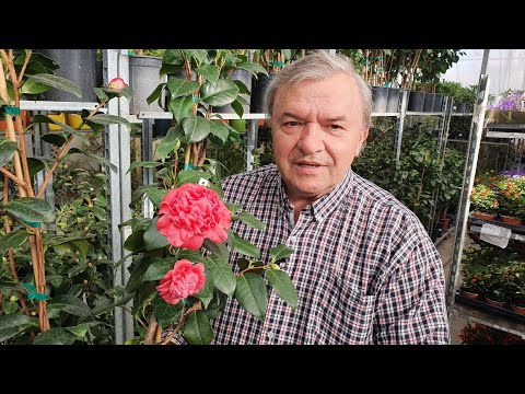 Camelia japonica - Adevaratul trandafir japonez