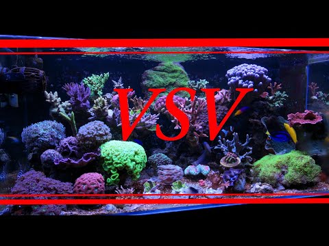 Vsv jak zrobić i jak stosować. Akwarium morskie