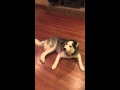 Husky Vs Tail Fight To Submission