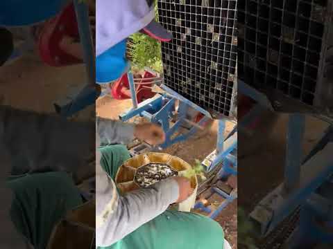 plantio de Tomate indústria  em Cristalina Goias #agriculturaregenerativa #mercadoagricola