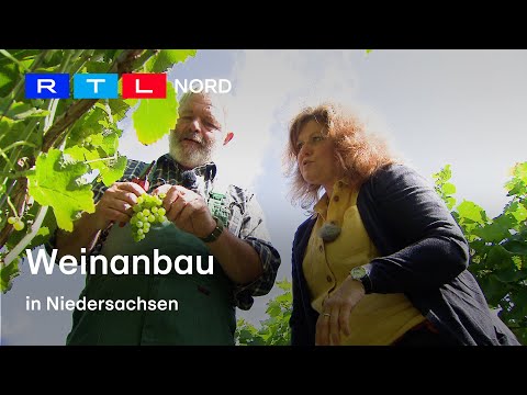 Weinanbau | Familie Alvermann ist ein niedersächsischer Wein-Pionier