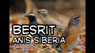 Download lagu SUARA BURUNG ANIS SIBERIA/BESRIT.. BURUNG MUSIMAN,BURUNG MIGRASI mp3 Download lagu SUARA BURUNG ANIS SIBERIA/BESRIT.. BURUNG MUSIMAN,BURUNG MIGRASI mp3
