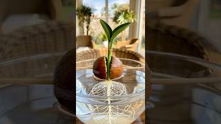 DIY Stop Throwing Away Your Avocado Seed, Try This Instead
