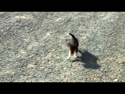 Beagle Puppies For Sale Paul Miller Jr