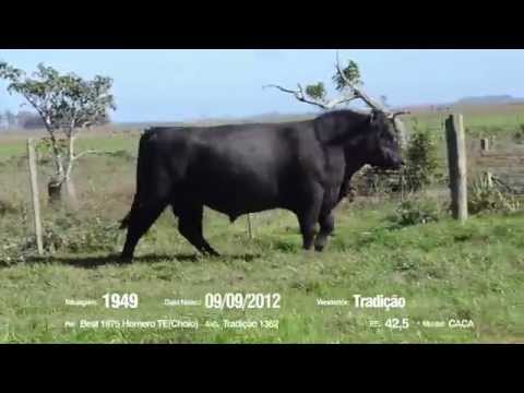 14º Remate Só Angus - Tradição. Tat.: 1949