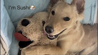 【Sushi】やっぱり３人がいい