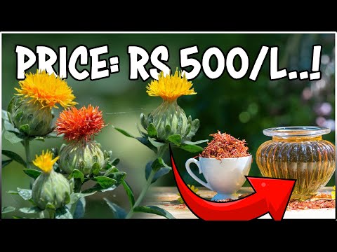 SAFFLOWER Cultivation (Complete Guide) | How to grow Safflower Plant from Seed