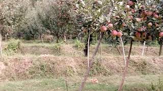 preview picture of video 'Kashmiri Apple'