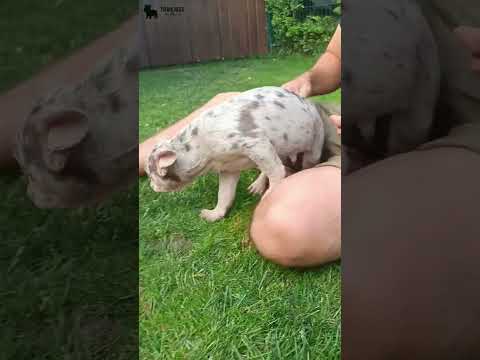 Video 1