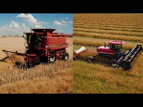 Full Canola Harvest Australia 2021 | Windrowing & Harvesting | 4K