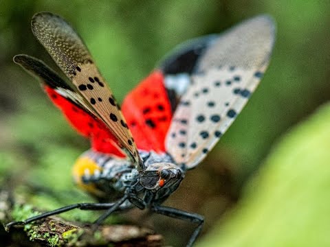 Invasive Spotted Lanternfly Moves Farther West How To Make A DIY Trap