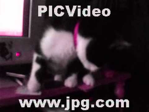 Nikoletta, az unatkozó cica