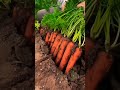 Carrot Cultivation Red Carrot Ll Carrot Cultivation Shortvideo Viralvideo Agriculture