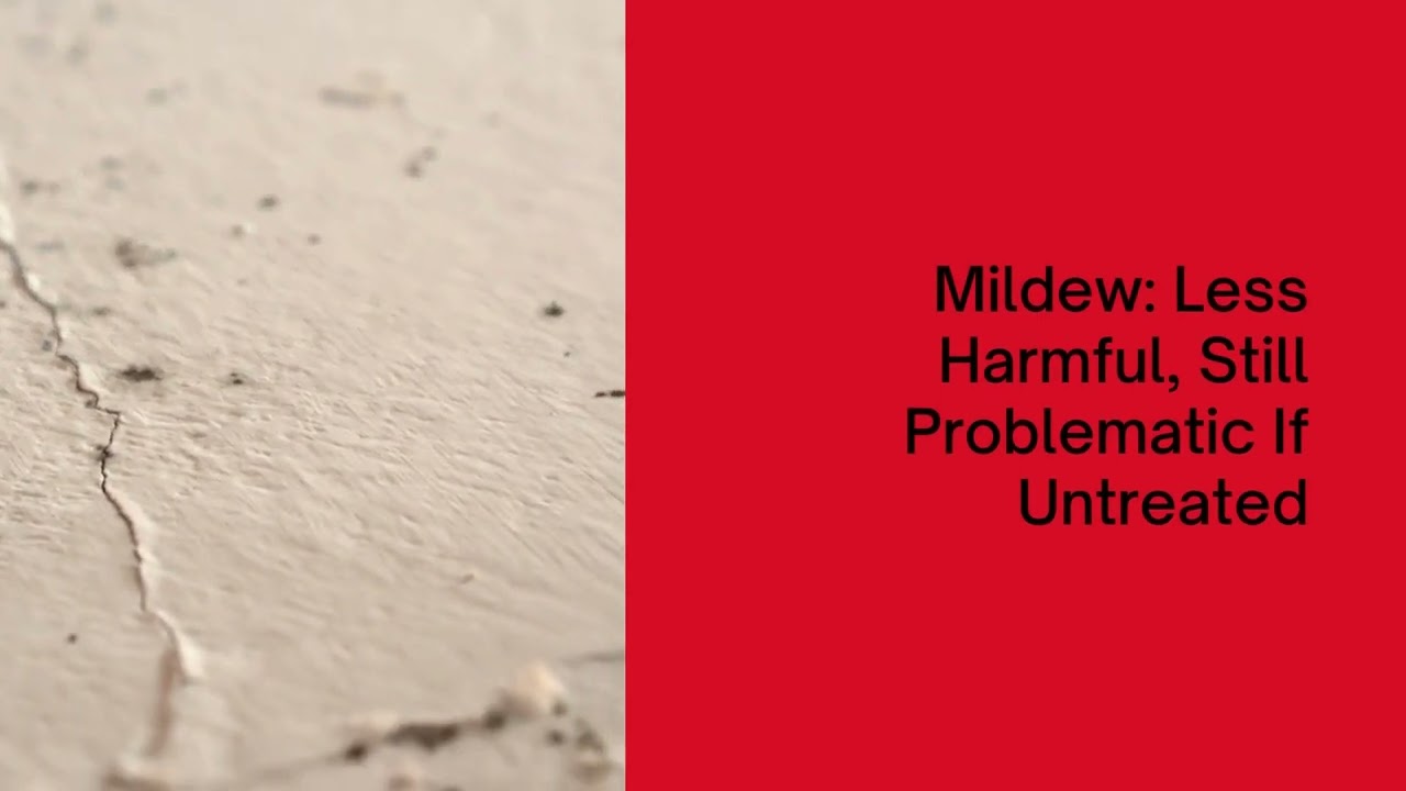 🏡 Black Mold Versus Mildew: Protect Your Home and Health! | Bio Clean of Utah