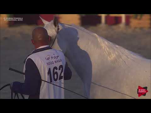 N.162 MOHANNED AL WAAB - 2019 Qatar Int. Peninsula show - Stallions 11 Years old(Class 11-12)