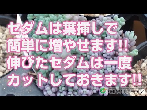 園芸 ガーデンセダム