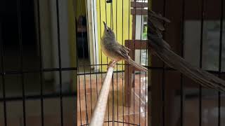 Download lagu Can Cigun Ombyokan Make You Cry Tight? #cigun #qinarakicau #qinarabanyuwangi mp3