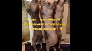 Кот залез на батарею - примета - включили отопление / Cats on the radiator - funny