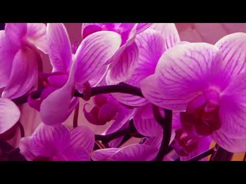 Speed Fast- A Yata Film (Ft.Apollo Snow)