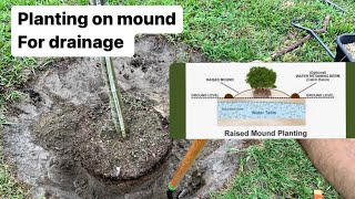 Planting tree on mound for drainage/clay soil