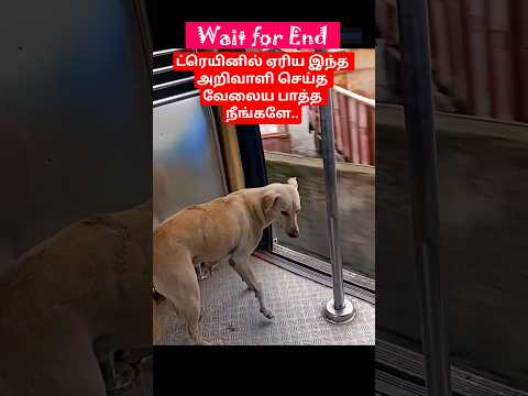 ட்ரெயினில் ஏரிய இந்த அறிவாளி செய்த வேலைய பாத்த நீங்களே.. #dog #wildlife #shorts #nature