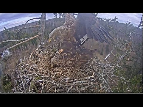 2017/04/15 17h35m Juras Erglis~Mating~