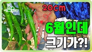 고추 탄저병 왜 걸려요? ㅣ간이비가림 ㅣ탄저병, 무름병