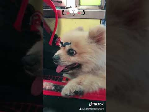 動物 眉毛