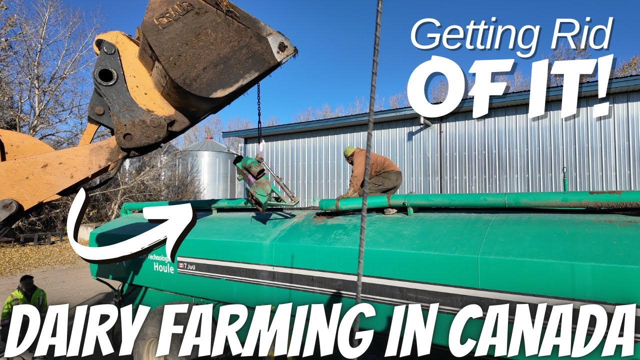 Liquid Manure Tank Repair and Milking Cows