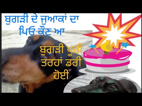 ਐਵੇਂ ਰੌਲਾ ਪੈ ਗਿਆ 🤣 #love my dog# youtubevideo #doglove #love