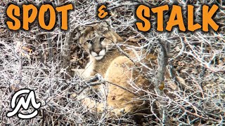 ARCHERY COUGAR | SPOT AND STALK