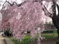 Cherry Blossom Weeping Willow 