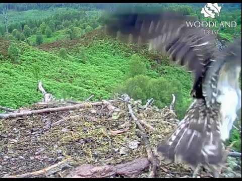 FLEDGE!! Captain the Loch Arkaig Osprey chick makes his first flight at 08.11.40 on 24 Jul 2020