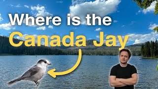 Searching for a Canada Jay in Utah’s Uinta Mountains