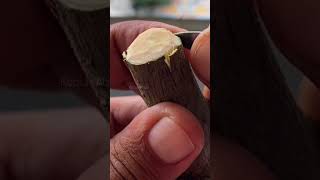 Download lagu Grafting Bougenville. #grafting #okulasi #bougenville mp3 Download lagu Grafting Bougenville. #grafting #okulasi #bougenville mp3