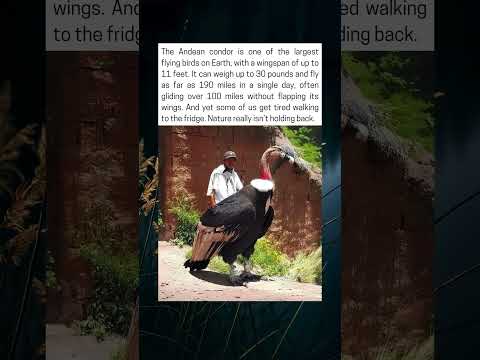 The Giant Andean Condor Bird