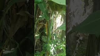 Download lagu Sarang burung pijantung pisang mp3