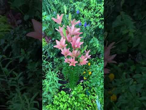 アジアユリ 植物