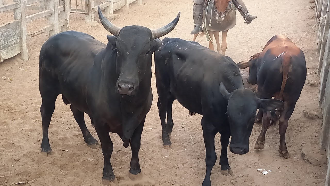 BEZERROS DE $250 NA FEIRA DO GADO EM CAMPINA GRANDE-PB 11/12/2024