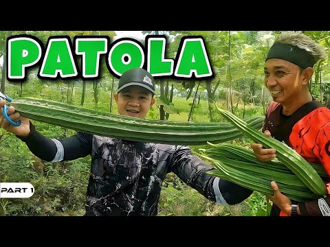 P1-Patola Harvest and Cook - EP1096
