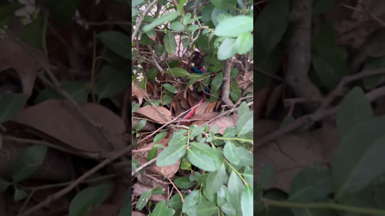 Medley Hunt: Superman Edition Hiding Spot Reveal